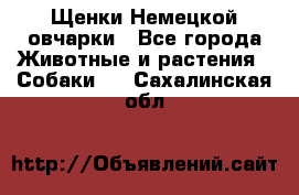 Щенки Немецкой овчарки - Все города Животные и растения » Собаки   . Сахалинская обл.